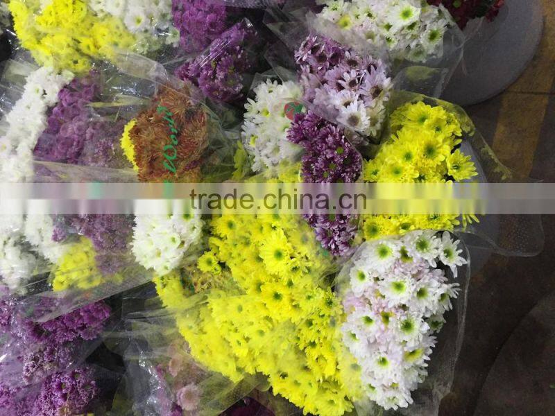 Fresh cut Chrysanthemums flower