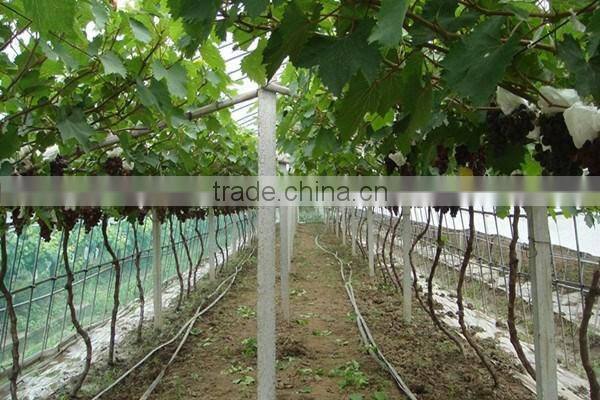 Easy survival putao shu:The grape seedling