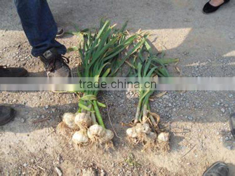 garlic root cutting machine garlic root cutting machine