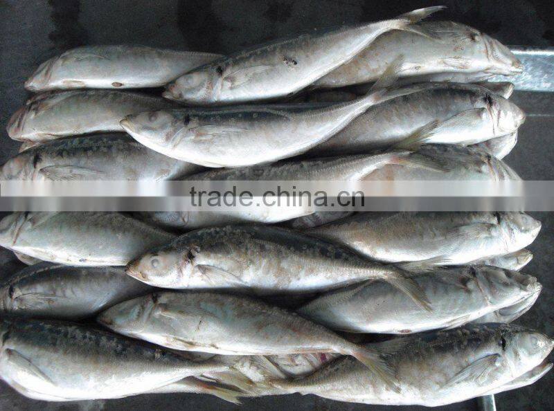 BQF Horse Mackerel Scad Whole Round