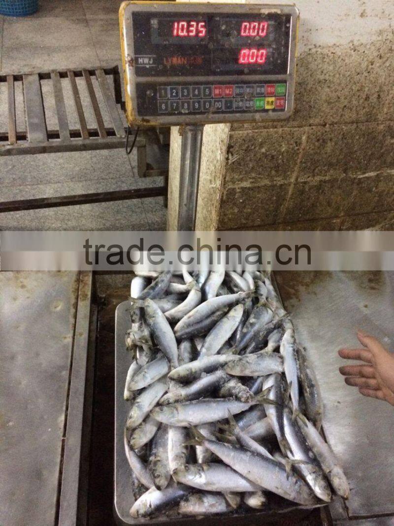 Fresh Frozen Sardine (Sardinella Longiceps) WR for Canning