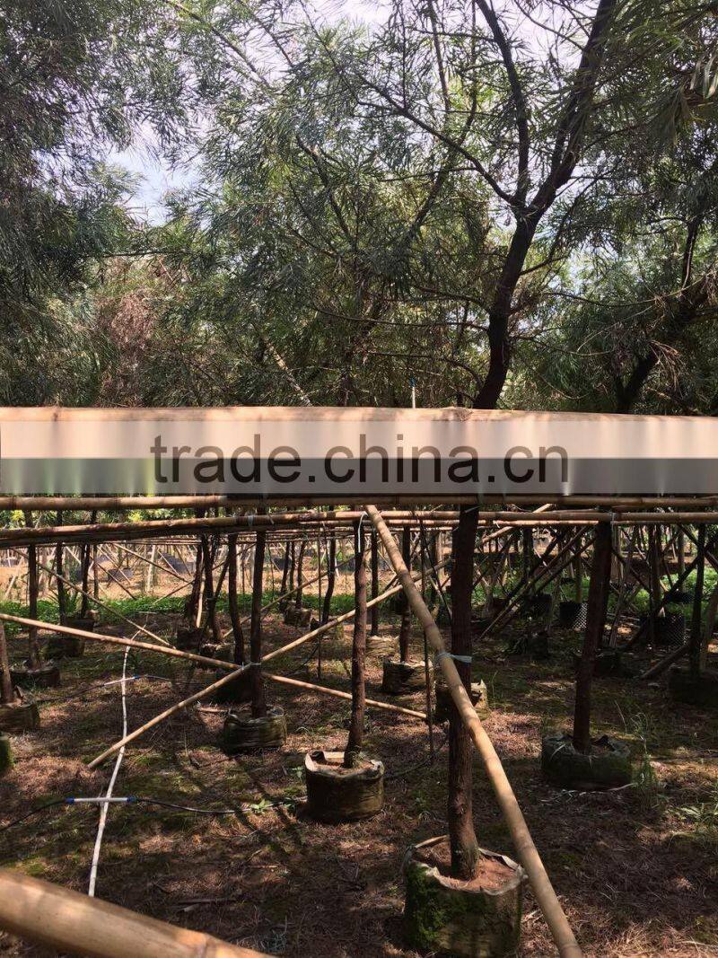 Grevillea robusta tropical trees