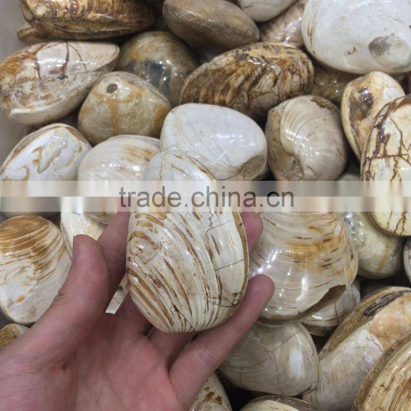 High Quality Conch Fossils Crystal Stone For Sale