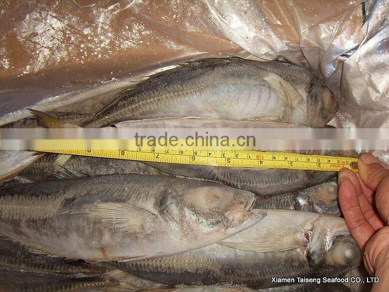 Hot Sale Mackerel Fish 20CM + Frozen Horse Mackerel