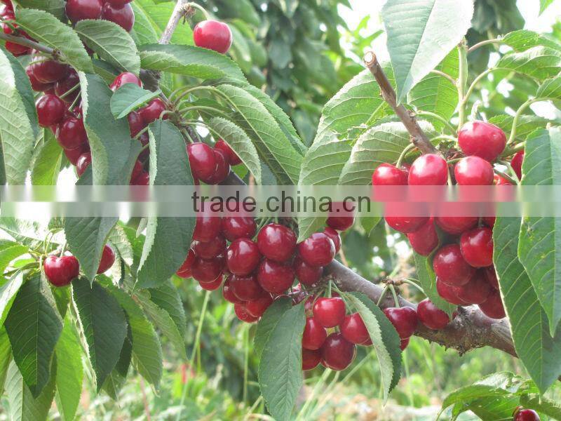 New Canned Sweet Cherry in YANTAI