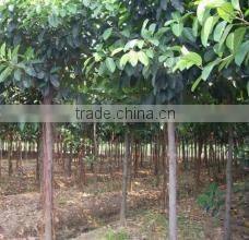 Ficus altissima