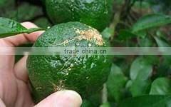 Hot-selling and Famous japanese herbs and spices pepper yuzu , sample available