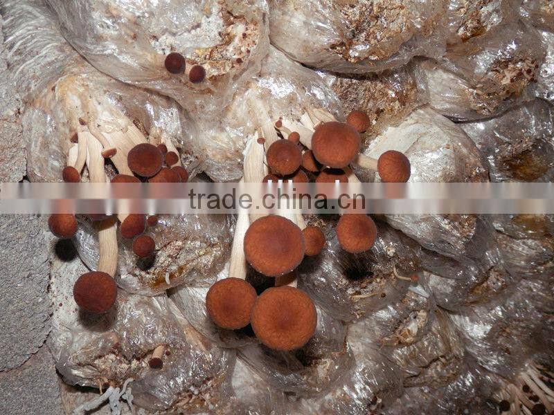 On Sale!!1 2014 high quality plastic agaricus bisporus greenhouse film for selling