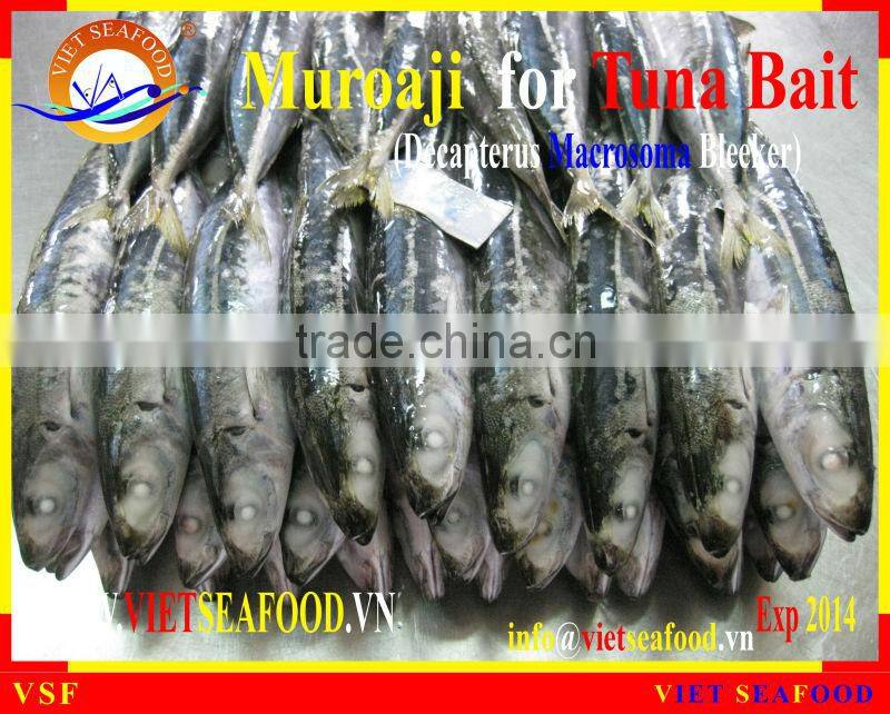 FROZEN W/R MUROAJI FOR TUNA BAIT