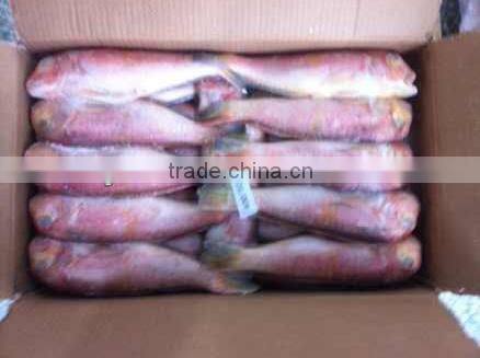 Frozen red horsehead fish