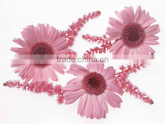 beautiful pink flower wall stickers 2013