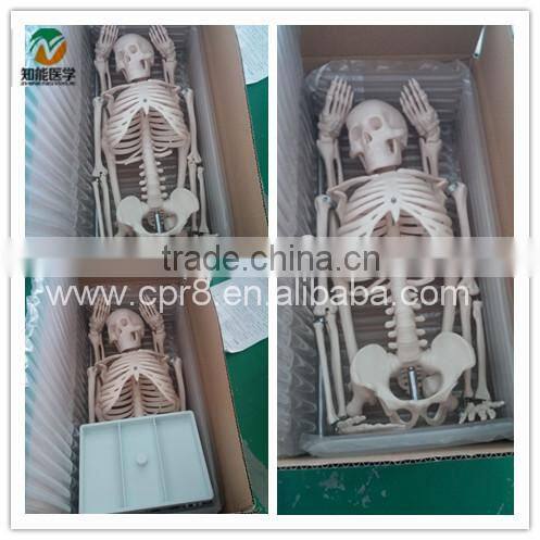 84cm Medical Artificial Human Anatomical Skeleton Model