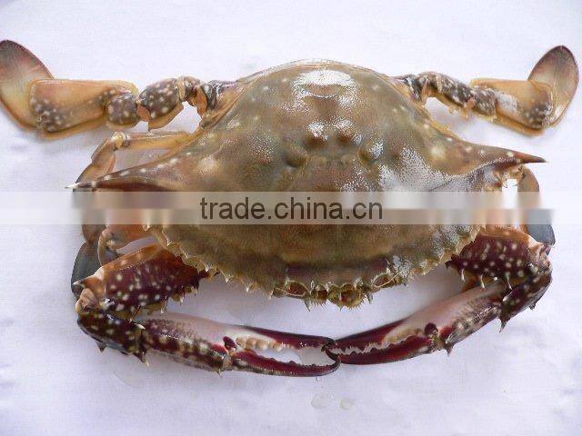 deep sea quality sea blue crab recipes