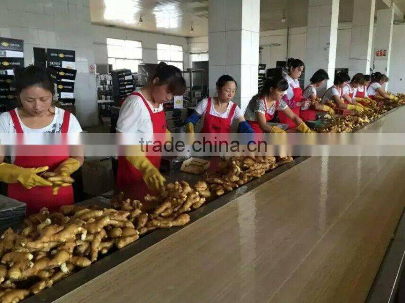 Chinese Fresh Ginger with good quality for sale