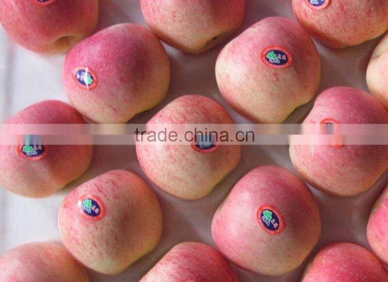 Fresh GREAT A apple gala (hot sale)