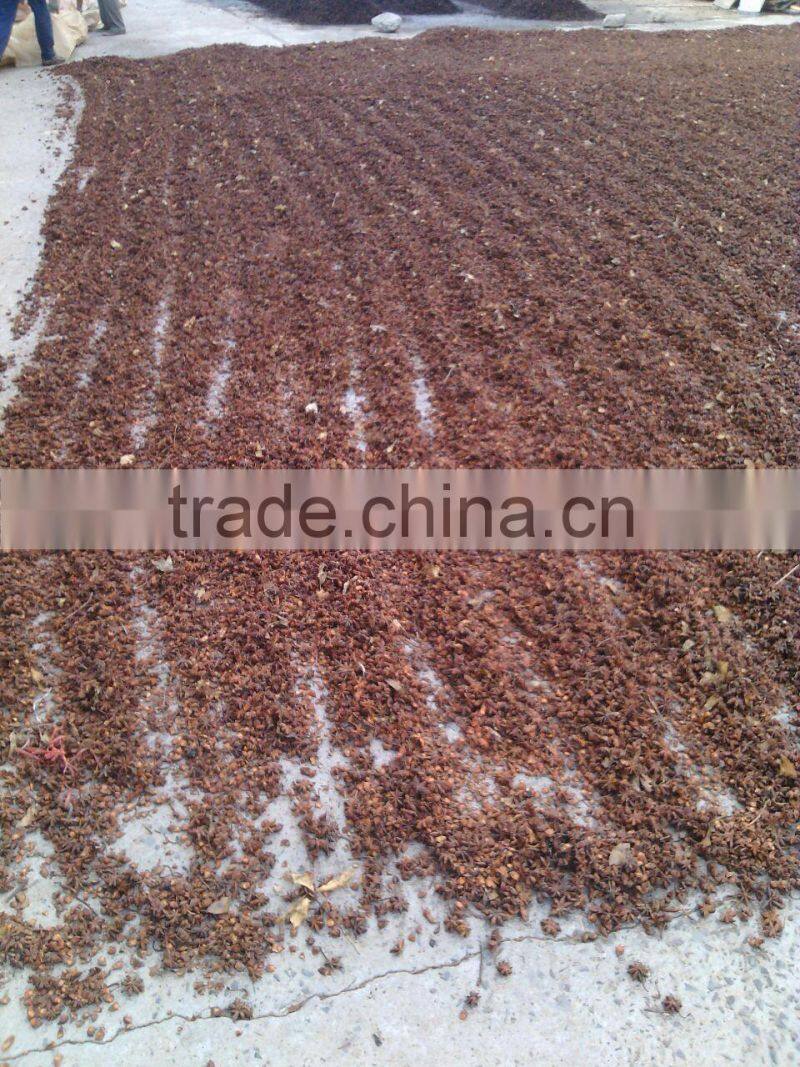 star aniseeds of rain before