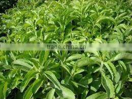 2014 Certified Manufacturer SinoBNP Supplies Best Quality &100% Natural Stevia Extract-natural stevia plant extracts