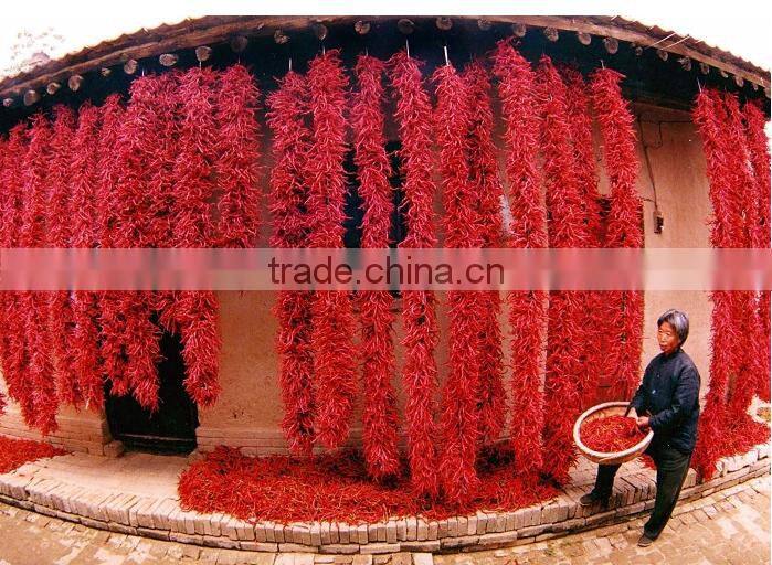 XIAN chili, Wrinkle xian chili, dried Xian chili, XIAN chili stemless, Xian chili no stems, xian chili new