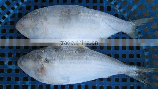 Sardines