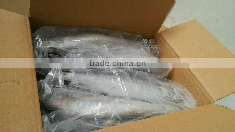 Frozen spanish mackerel fillets