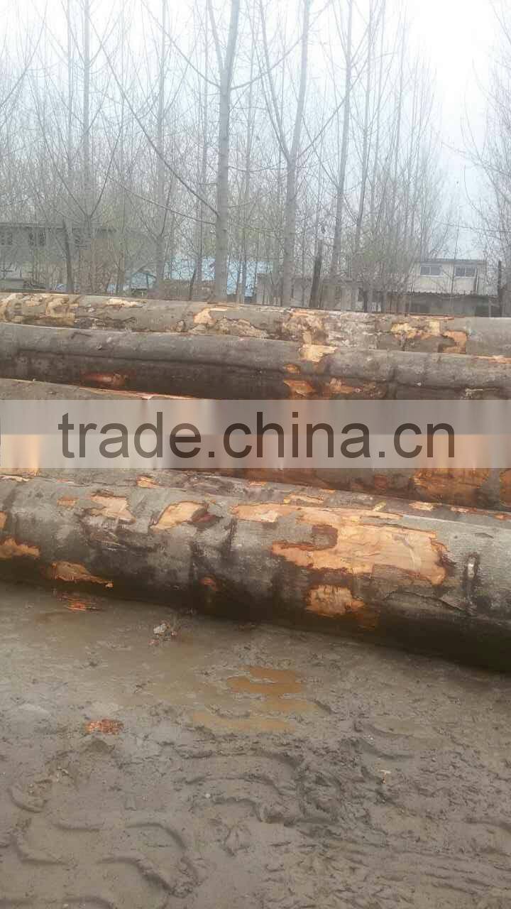 Rotary cut red beech veneer for wardrobe