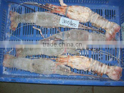 FROZEN RAW LOBSTER WHOLE