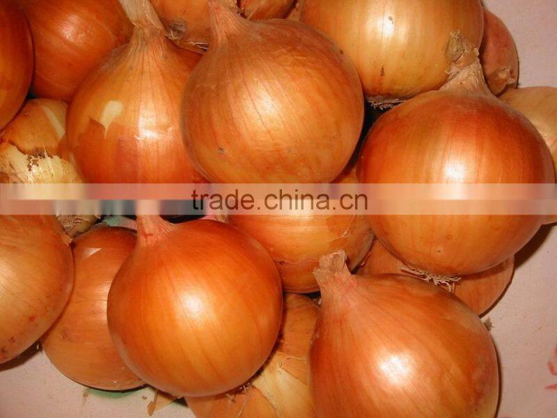 Yellow Onion Red Onion Specification Fresh