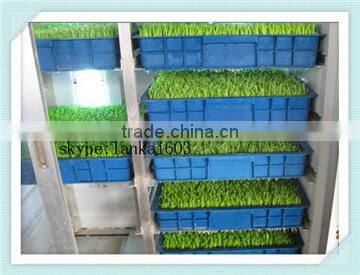 factory price Wheat or Oat Sprout Machine/Wheat or Oat Sprout equipment/bean sprout machine