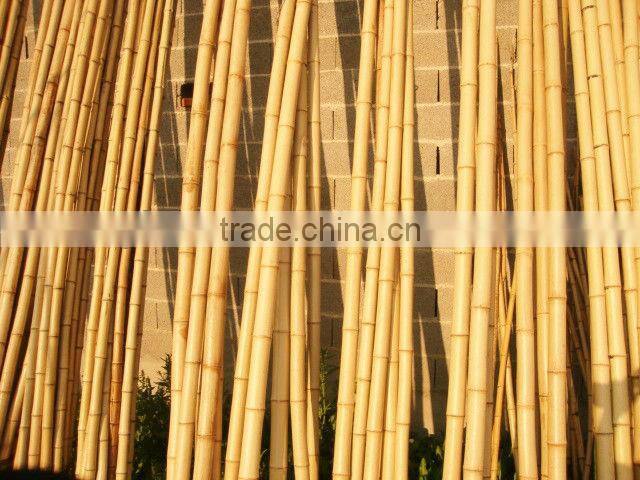 Factory direct green dry straight raw bamboo poles