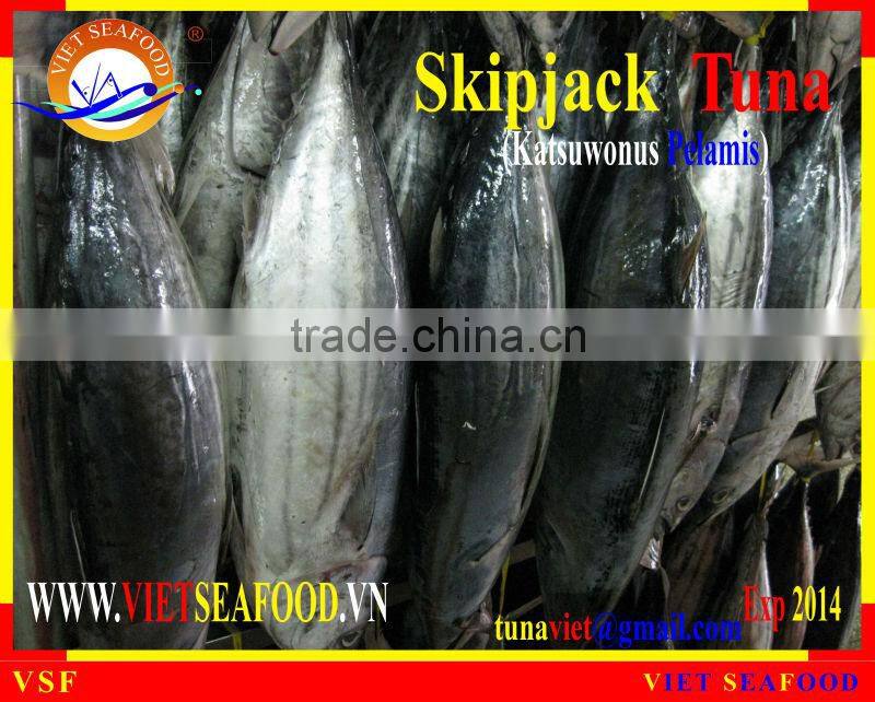 FROZEN SKIPJACK TUNA WHOLE ROUND