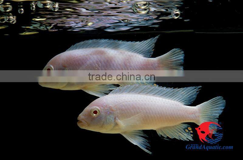 Malawi cichlid fish farm and exporter