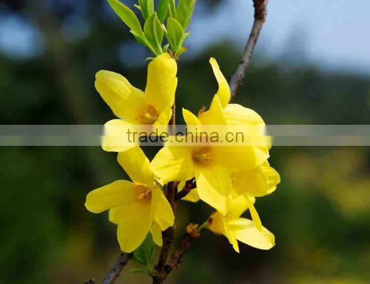 100% Pure and Natural Chinese Weeping Forsythia Herbal Oil