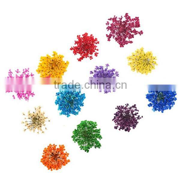12 colors jar nail dry flower set,big nail art dry flower