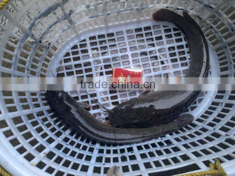 Frozen whole Catfish