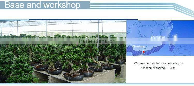 s shape ficus mini bonsai for restaurant decoration