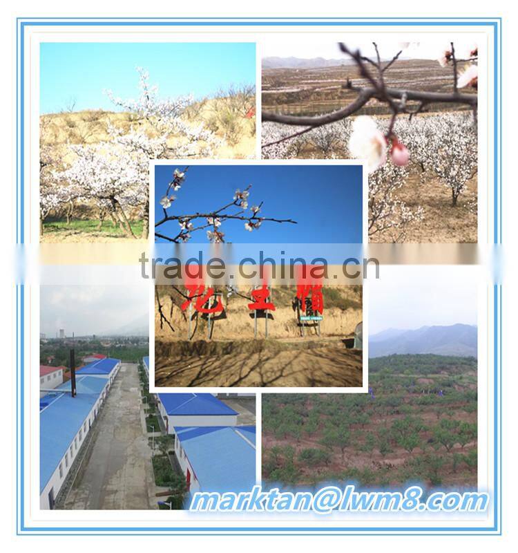 High quality sweet apricot kernels made in china.