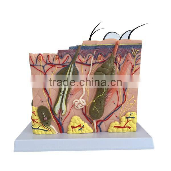50 Times Skin Anatomical Education Model Biological Teaching