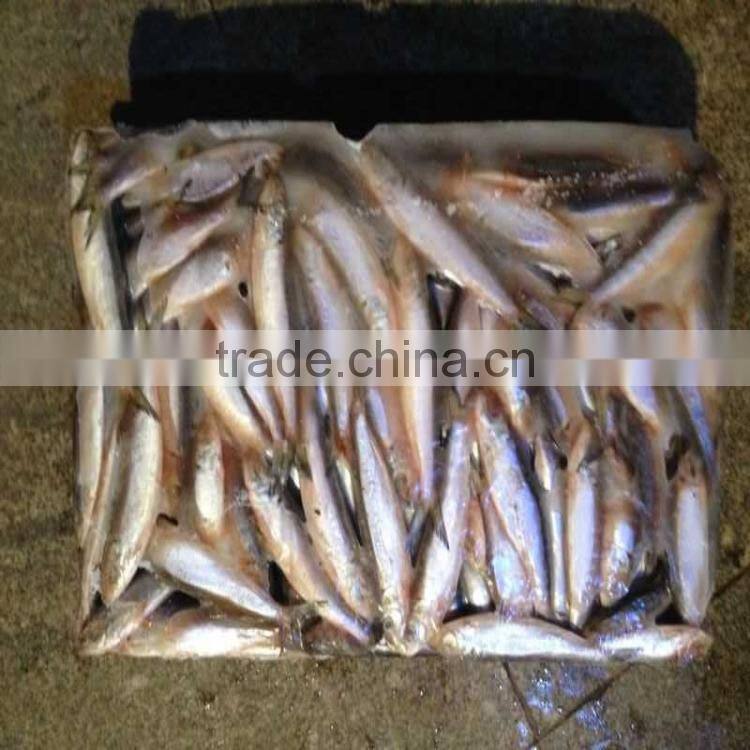 Canned fish sardine low price W/R frozen sardine for canning