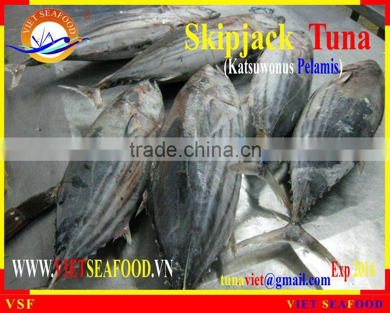 WHOLE ROUND FROZEN SKIPJACK TUNA