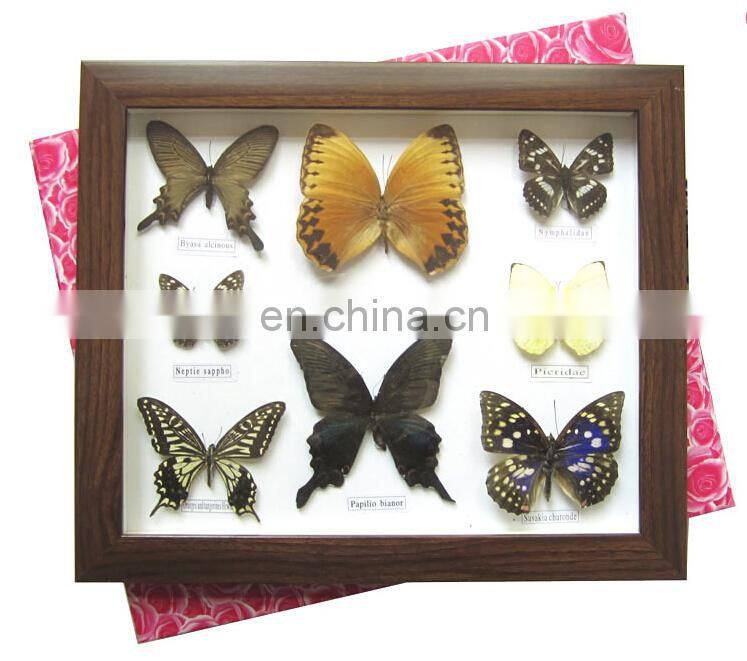 Dried real frame real butterfly