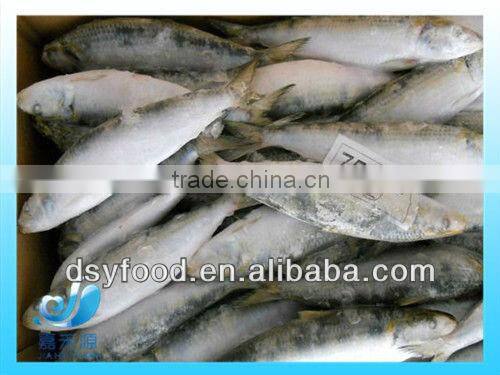 frozen fresh sardine