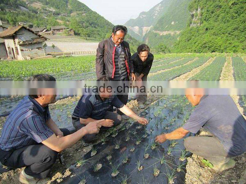 Mulch Film hole punching machine / perforation machine