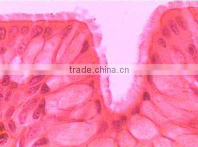 Medical slides/ Prepared Microscope Histology slides/Epithelium Sec. Slides