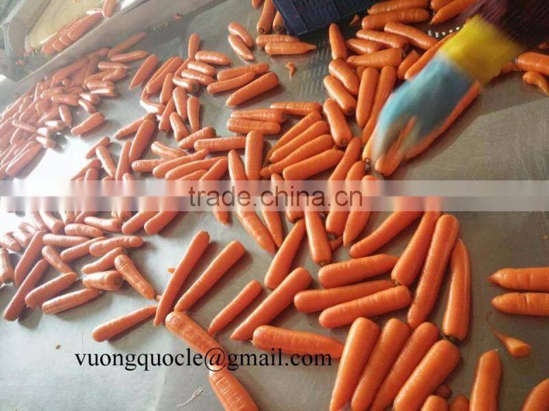 VIETNAM FRESH CARROTS CHEAP