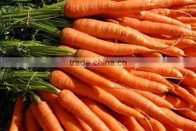 2014 fresh red carrot selling--depend on client market