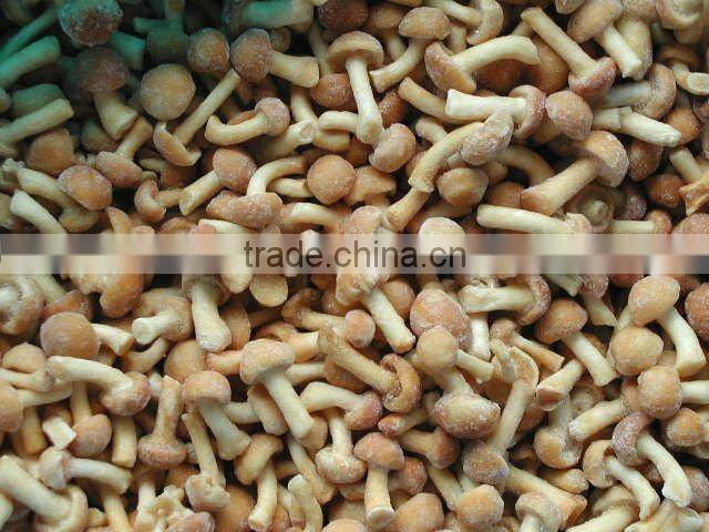 Supply new season frozen mushroom mixed
