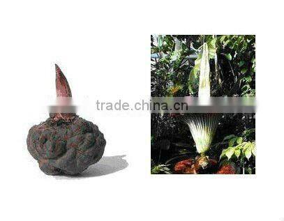 GMP Factory Supply Glucomannan Konjac Root Powder