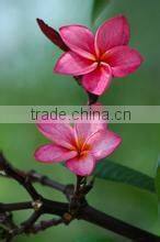 Red Flower Plumeria rubra L. cv. Acutifolia