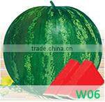 CU02 Jinyan no.4 high yield long cucumber seeds high yield vegetable seeds