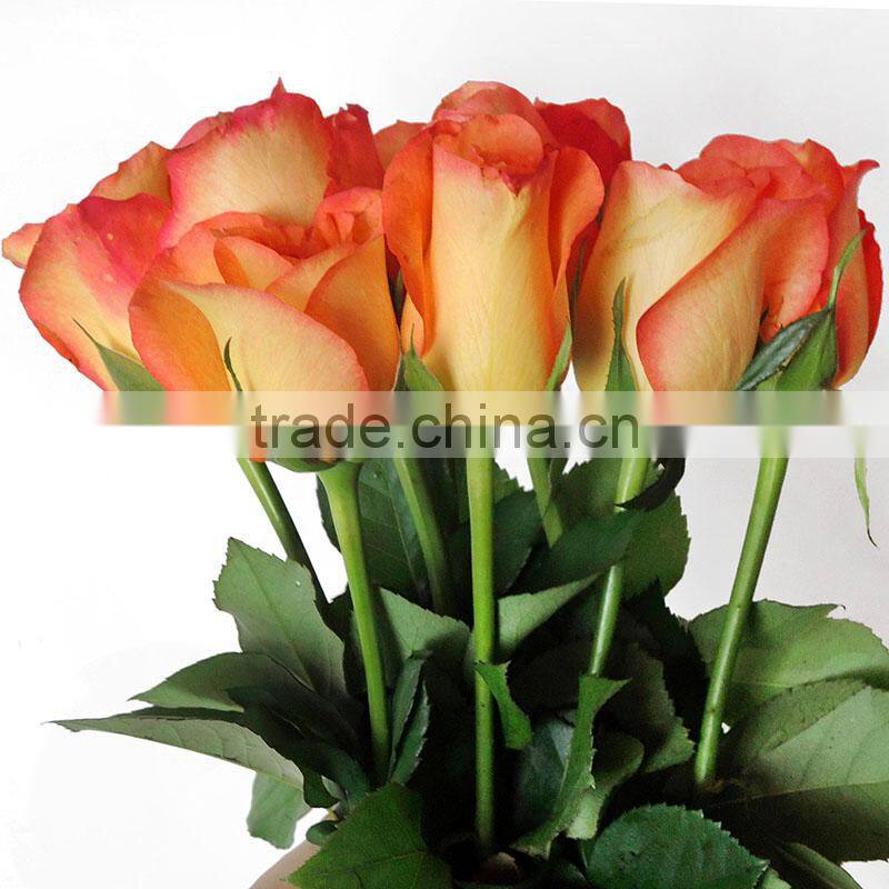 Supply good quality fresh cut natural rose flowers from plants base